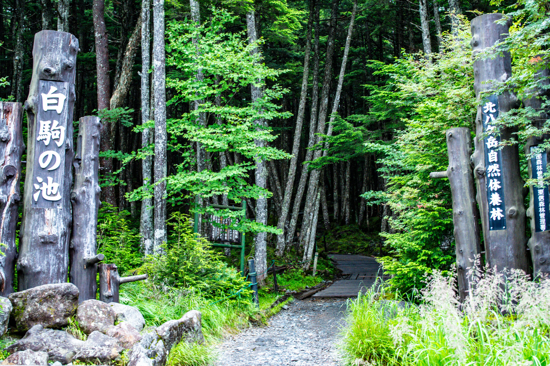 原　良次　リトグラフ　「山の湖」 白駒の池（佐久穂町・八千穂高原）｜苔むす森と天空の池、標高2,100mの