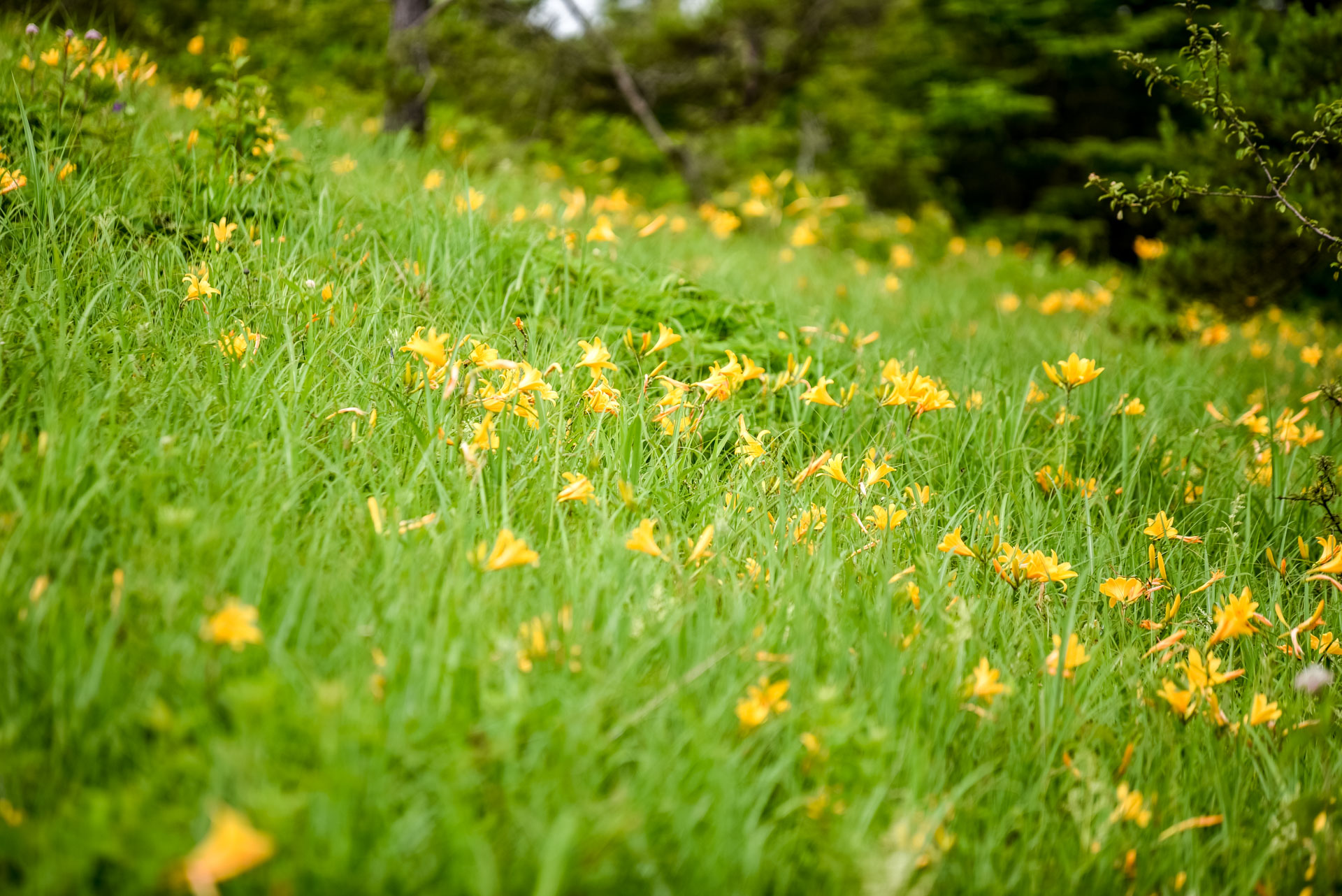 八島湿原（霧ヶ峰）｜高原に広がる神秘の湿原と季節の花々 – アサマde